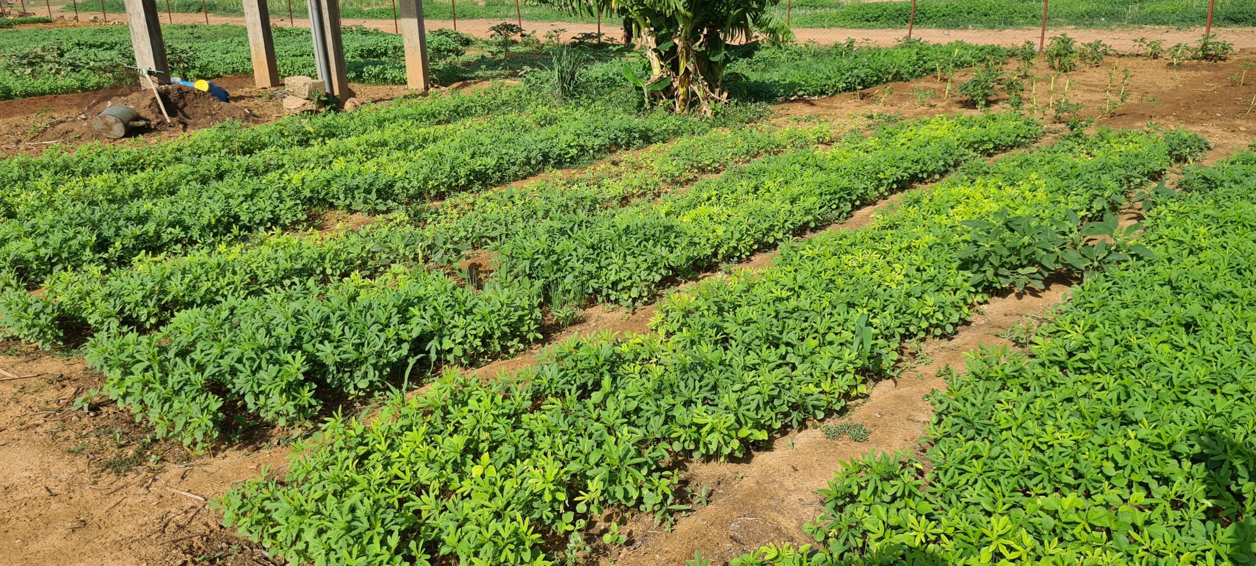 Location de terres agricoles