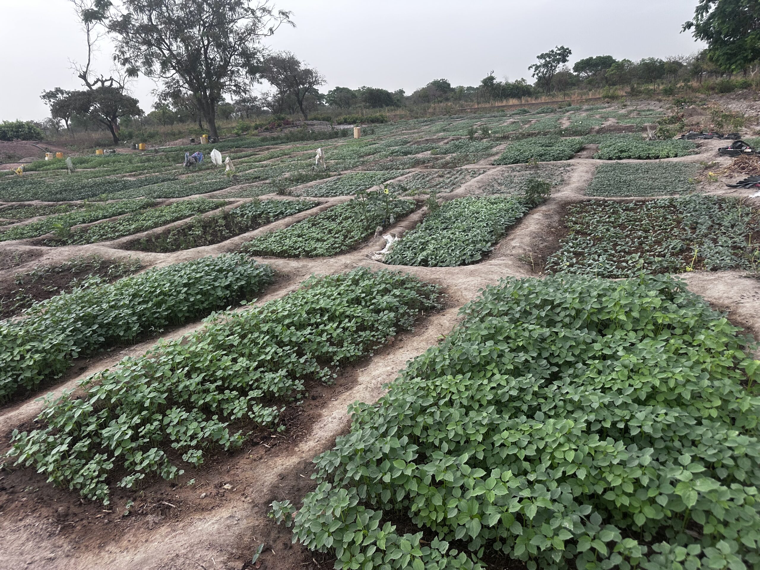 Gestion de projets agricoles