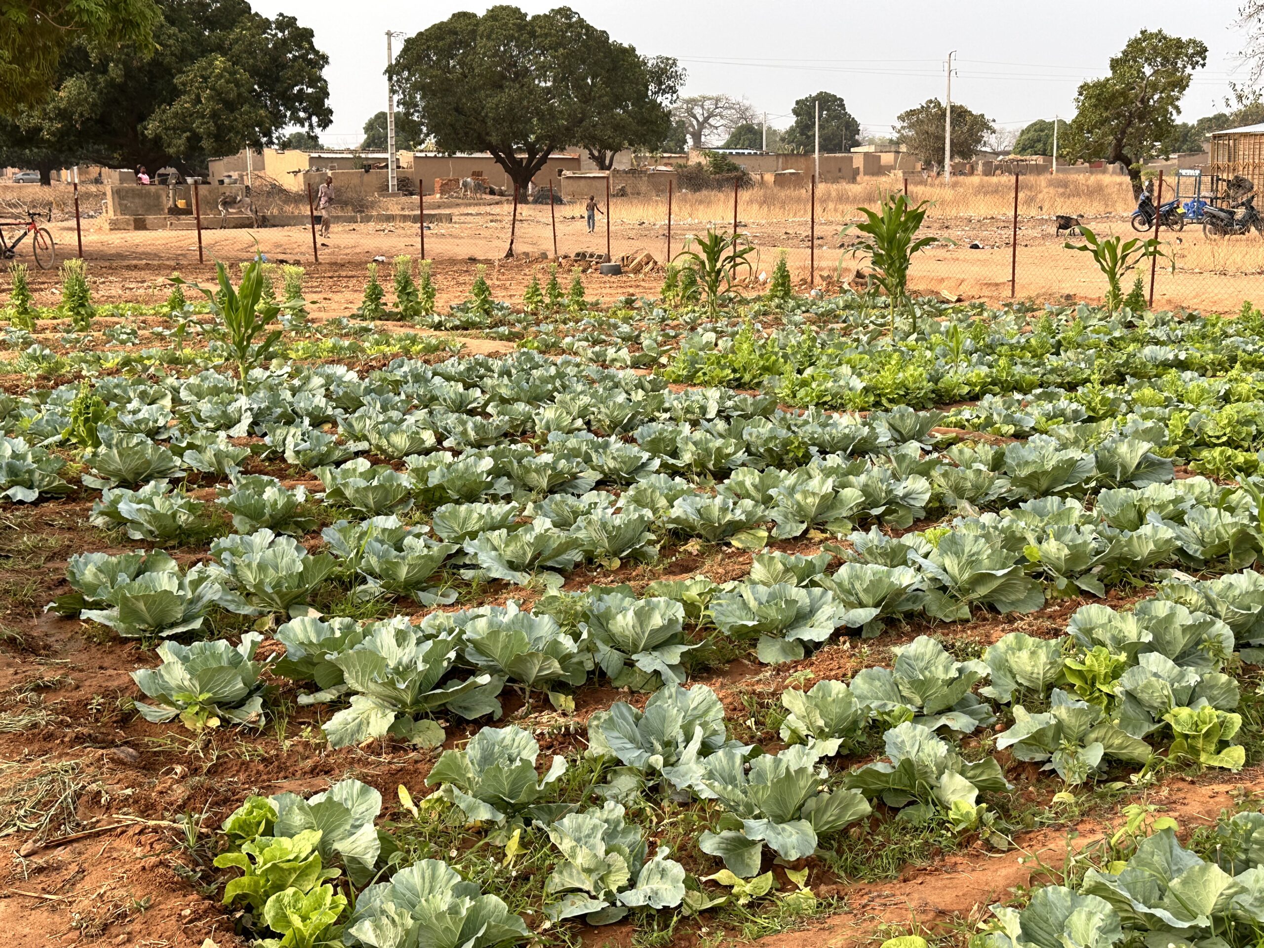Sécurisation foncière